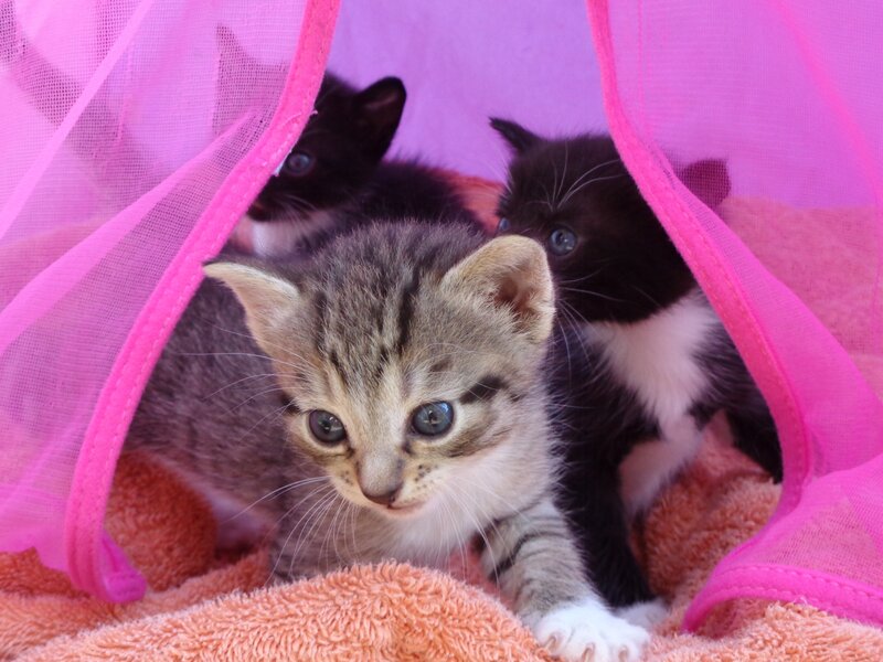 Three Kittens under Fabric