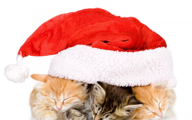 Three Kittens under Hat — Red, Peaceful