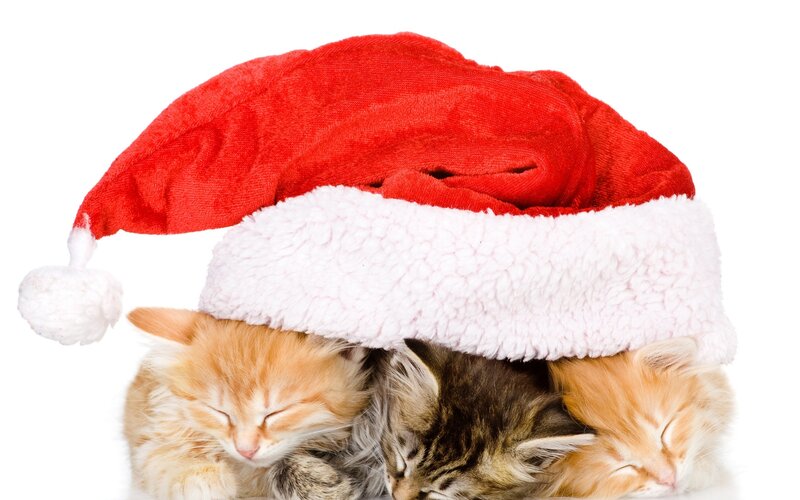 Three Kittens under Hat — Red