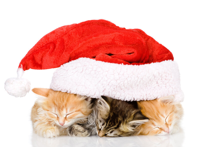 Three Kittens under Hat