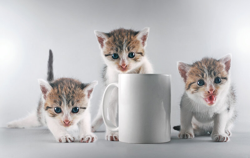 three kittens with a mug