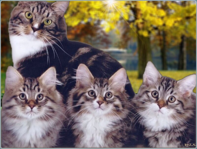 Three Kittens with Adult Cat