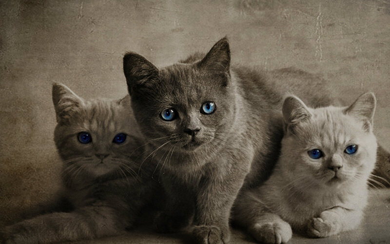 Three Kittens with Blue Eyes — Gray