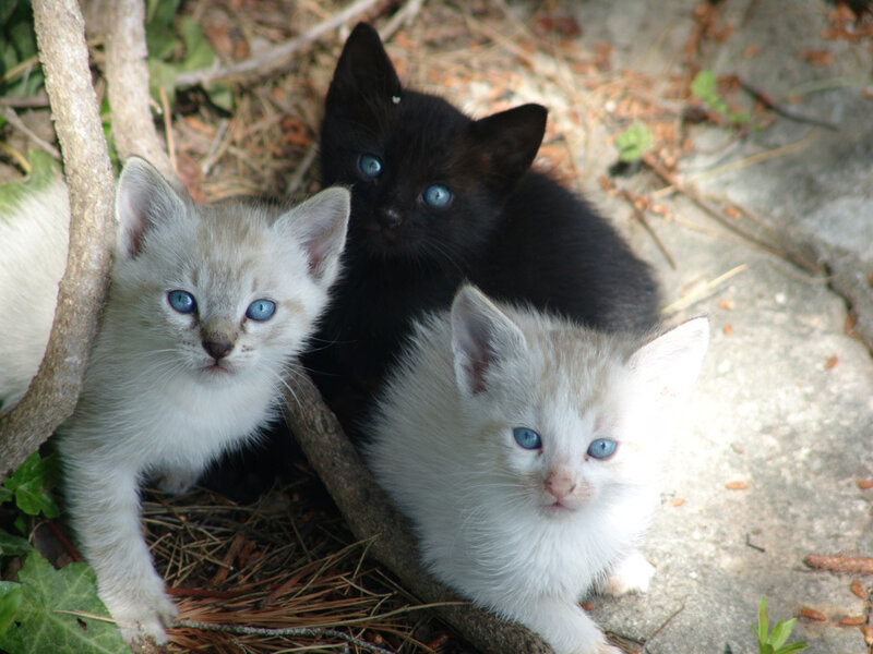 three kittens with blue eyes