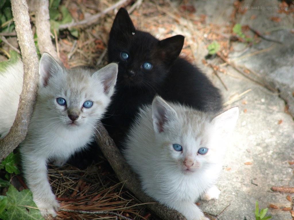 three kittens with blue eyes