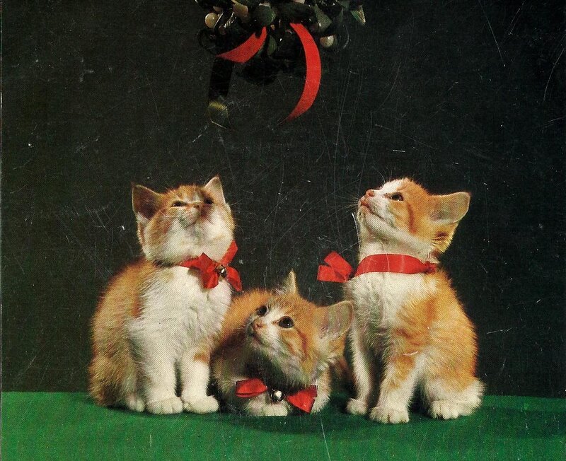 Three Kittens with Bows