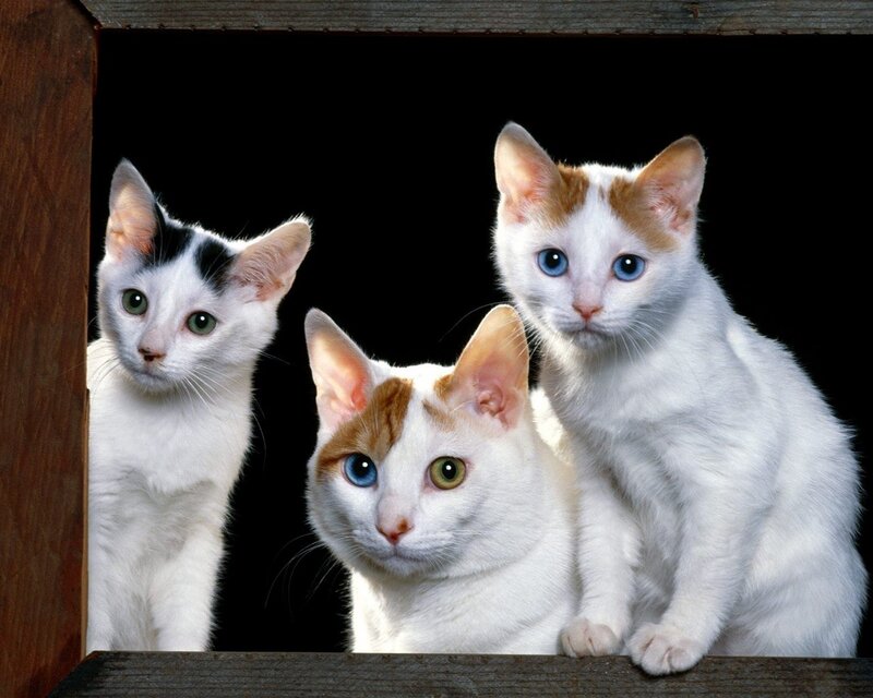 three kittens with different eye colors