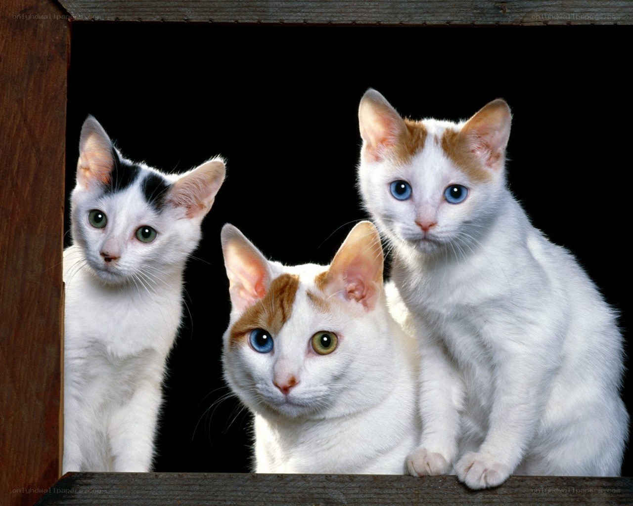 three kittens with different eye colors
