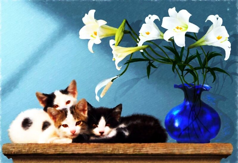 Three Kittens with Lilies