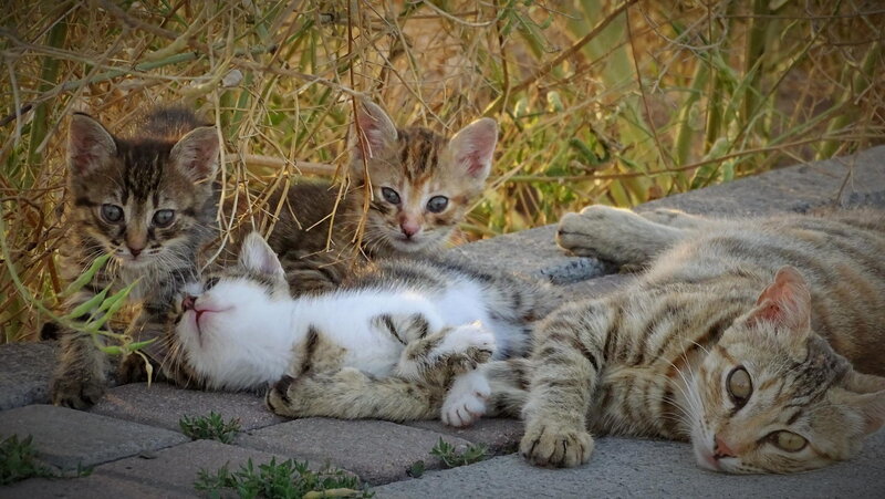 Three Kittens with Mother Cat