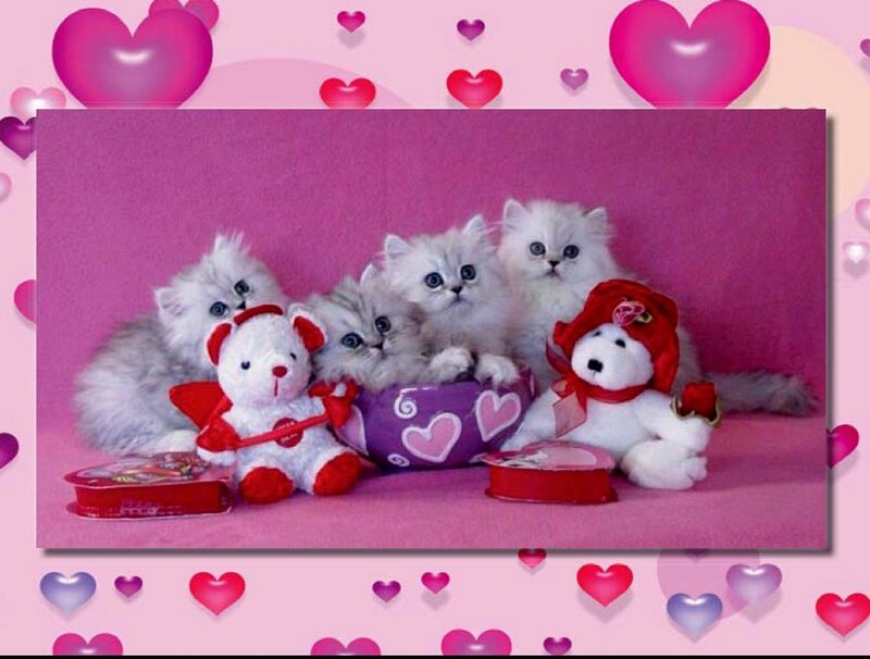 Three Kittens with Stuffed Animals