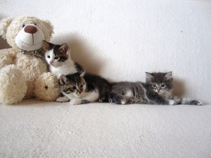 Three Kittens with Teddy Bear