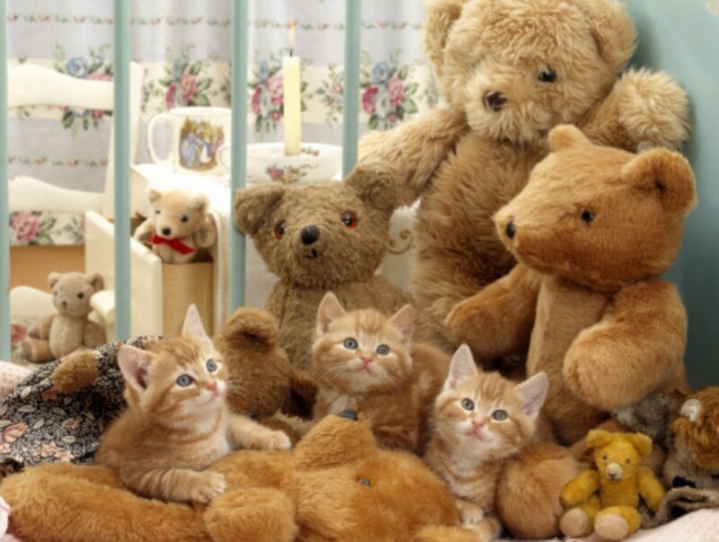 Three Kittens with Teddy Bears