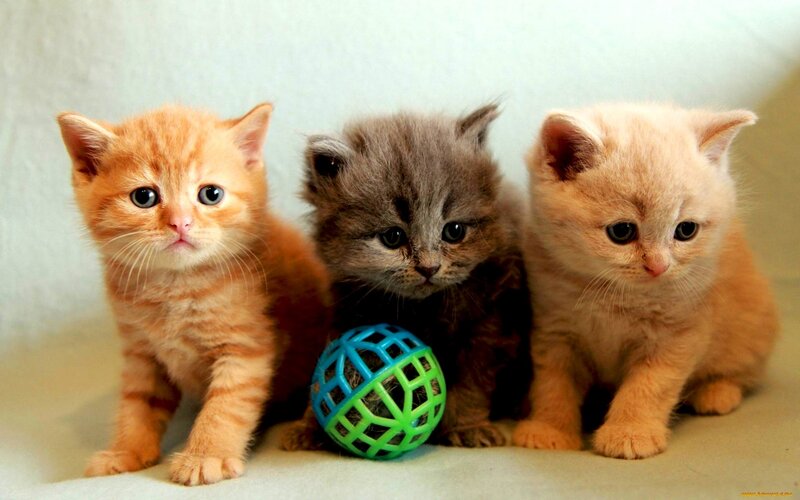 Three Kittens with Toy Ball