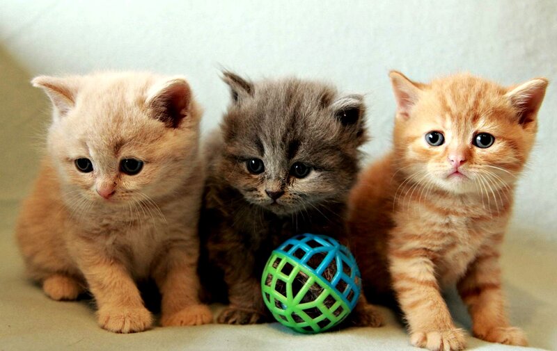 Three Kittens with Toy