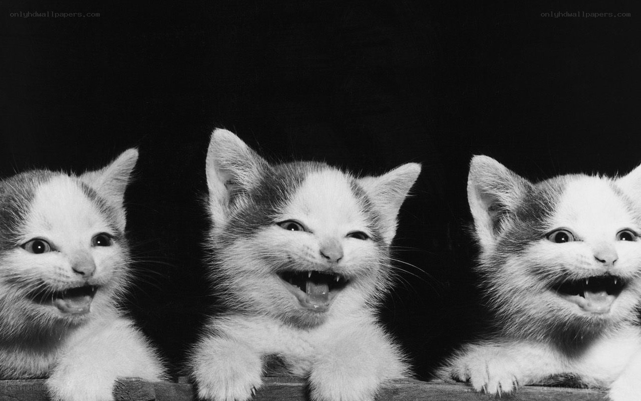 Three kittens with wide eyes