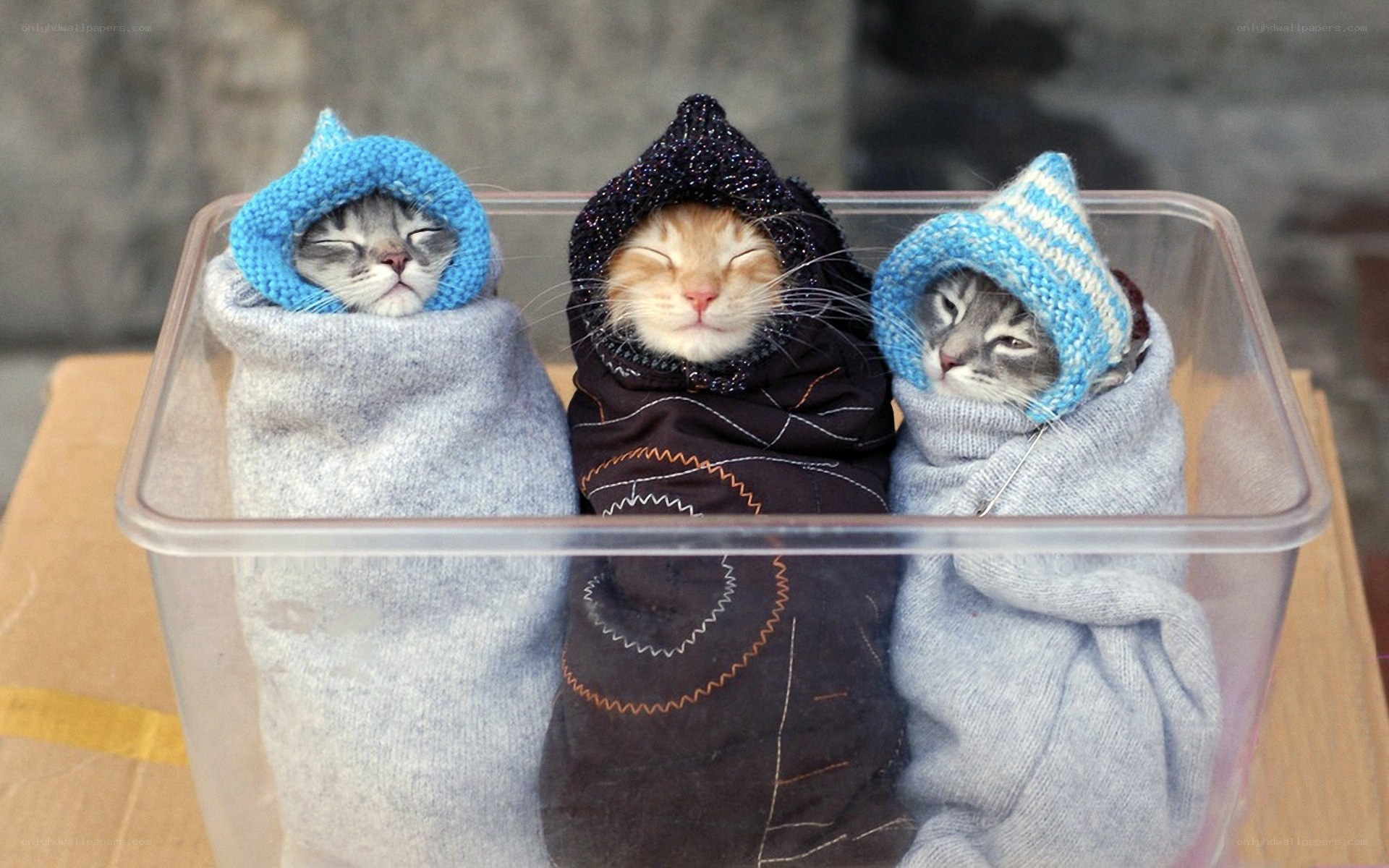 Three kittens wrapped in sweaters