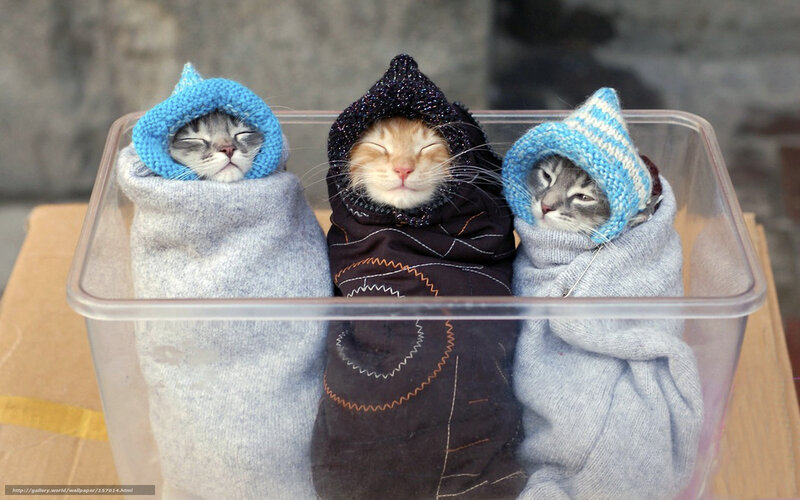 Three kittens wrapped in sweaters