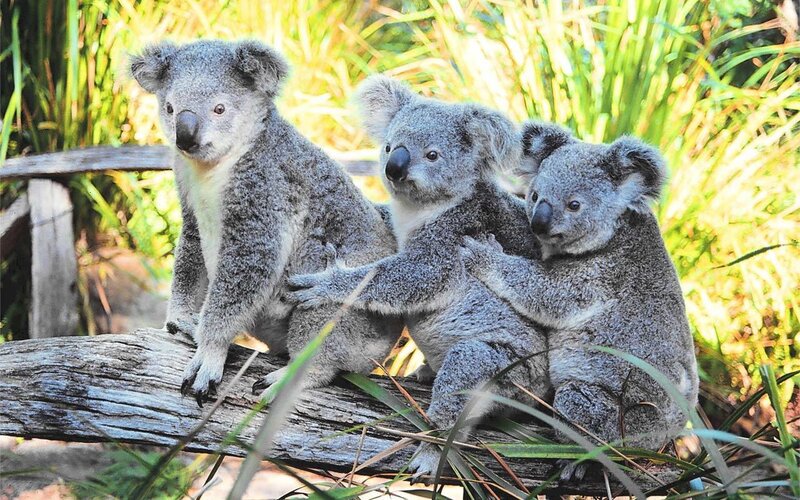Three koalas on a log