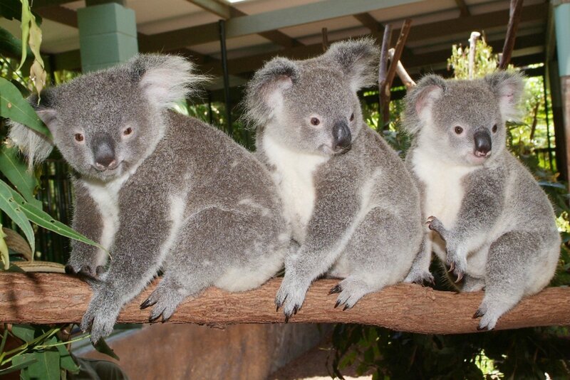 Three Koalas on Branch