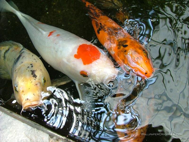 Three Koi Fish in Water