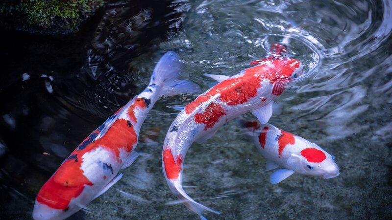 Three Koi Fish in Water — White