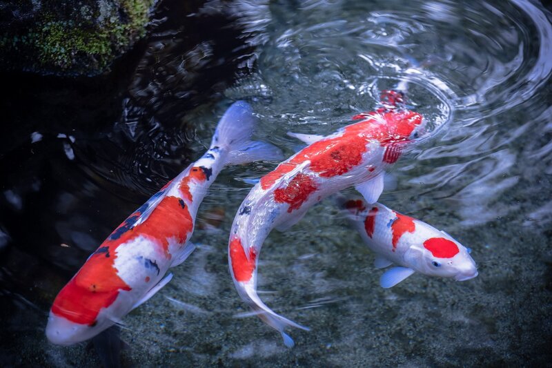 Three koi fish swimming