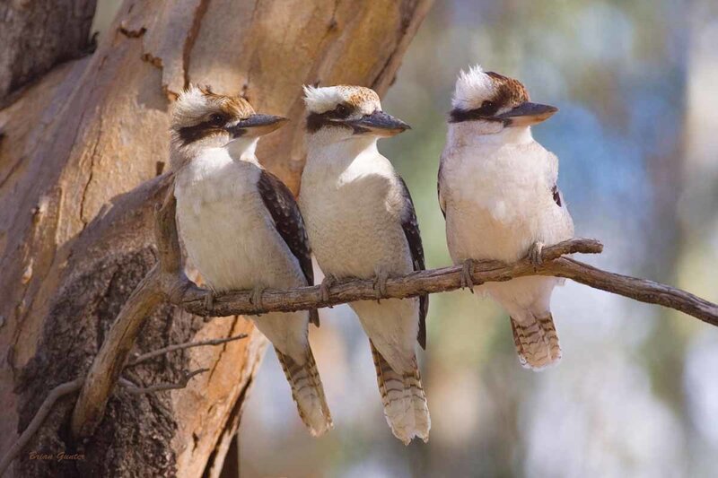 Three kookaburras on a branch