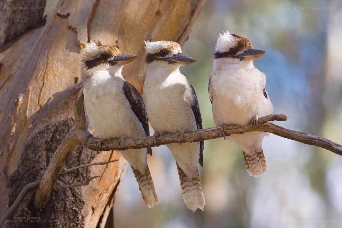 Three kookaburras on a branch