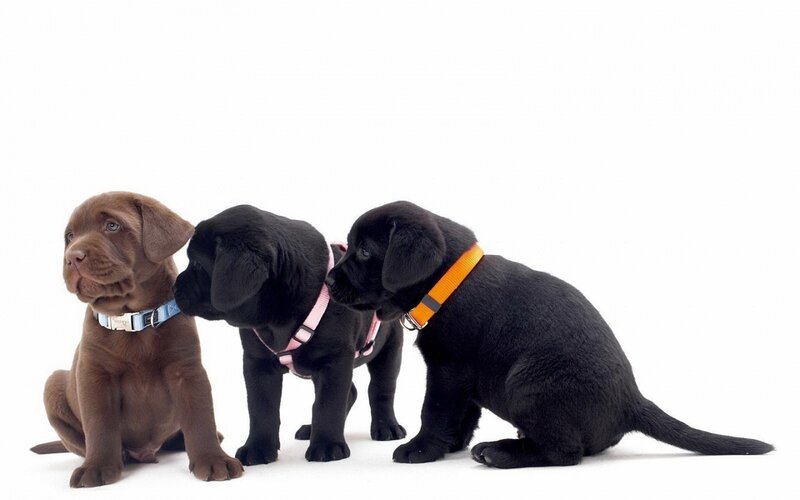Three Labrador Puppies — Black, Neutral