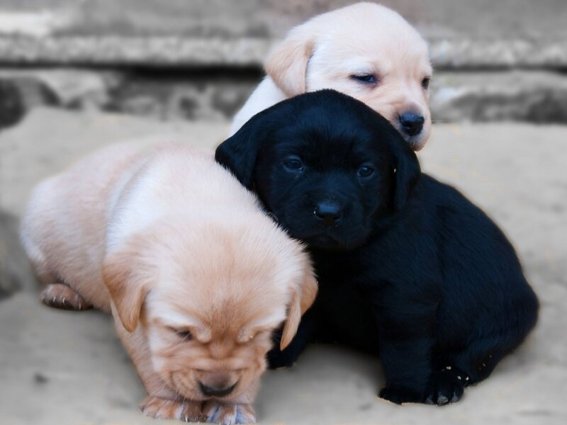 Three Labrador Puppies — Black