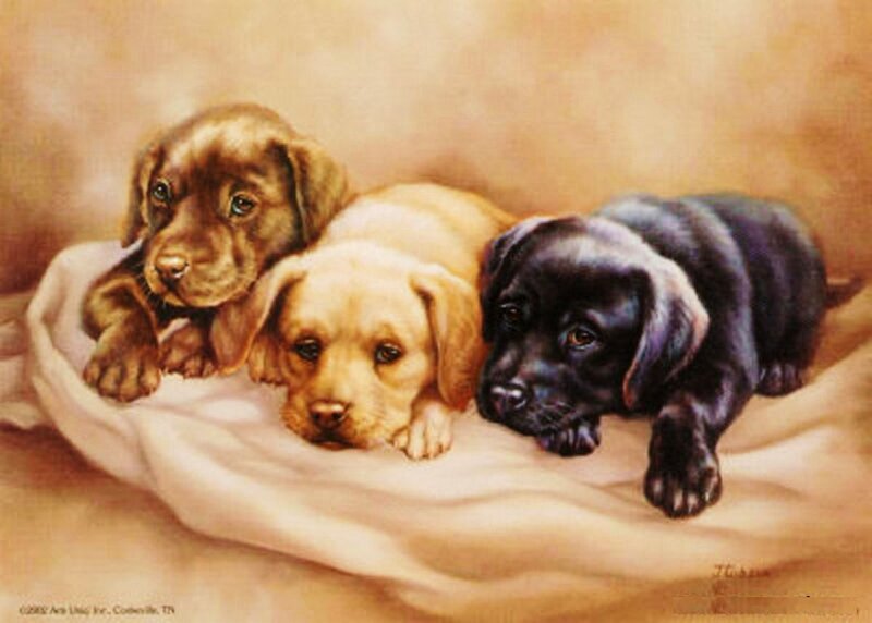 Three Labrador Puppies — Brown, Calm, Painting