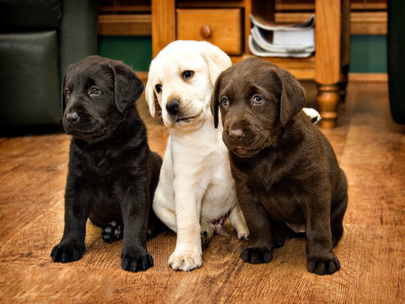 Three Labrador Puppies — Brown, Calm
