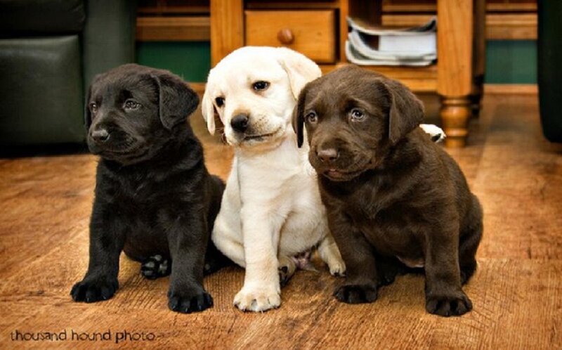 Three Labrador Puppies — Brown