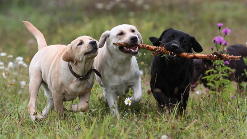 Three Labrador Puppies — Green