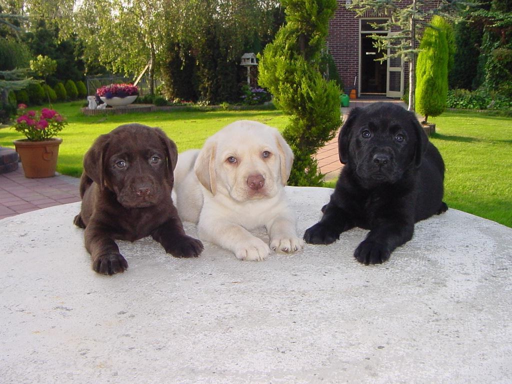 three labrador puppies on a table