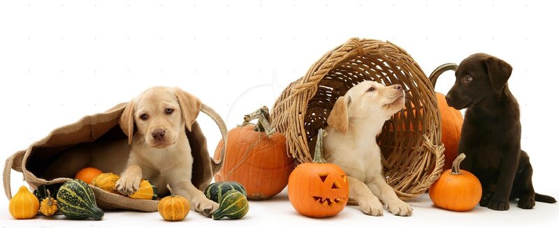 Three Labrador Puppies — White, Festive
