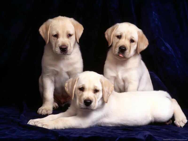 Three Labrador Puppies — White