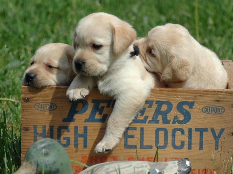 Three Labrador Puppies — Yellow