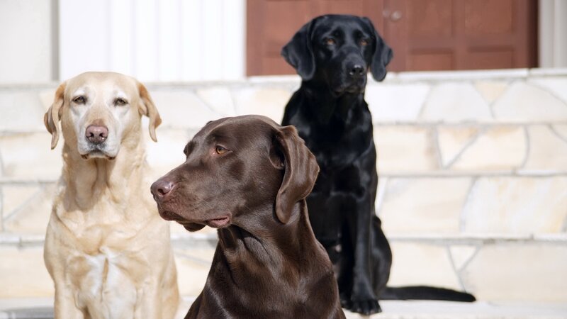 Three Labrador Retrievers — Brown, Calm, Afternoon, Photograph