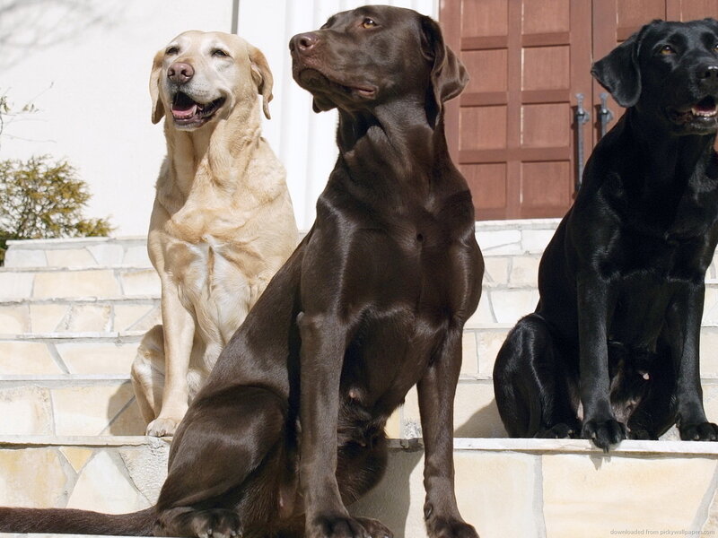 Three Labrador Retrievers — Brown, Calm, Afternoon