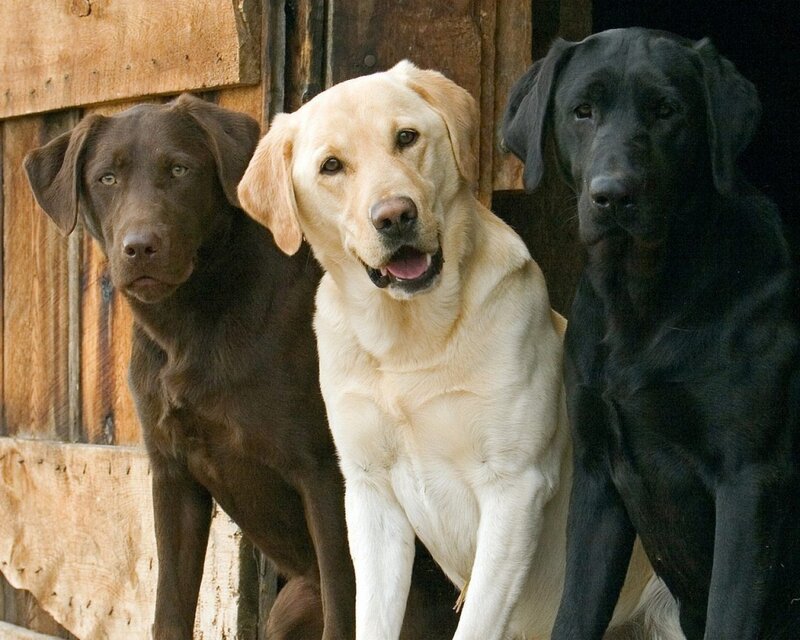 Three Labrador Retrievers — Brown, Calm, Photograph