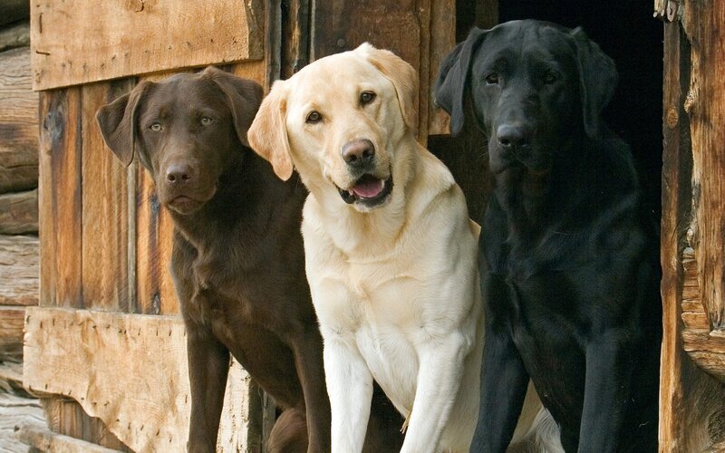 Three Labrador Retrievers — Brown, Calm, Photograph, Wooden Structure