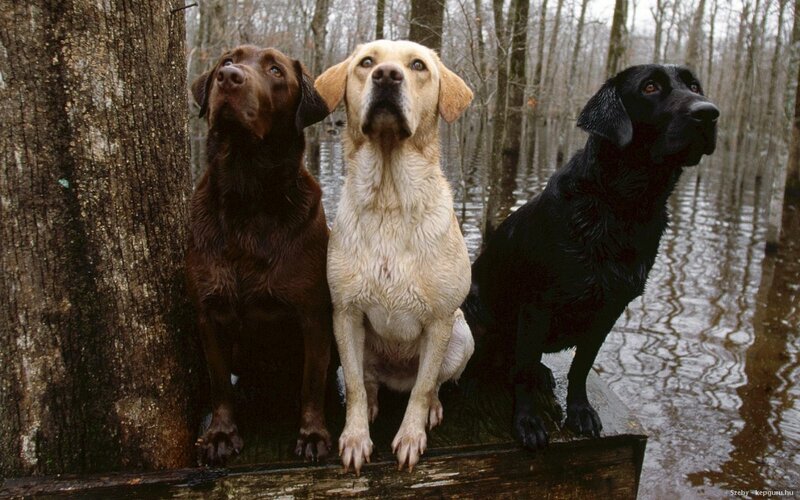 Three Labrador Retrievers — Brown, Calm, Winter