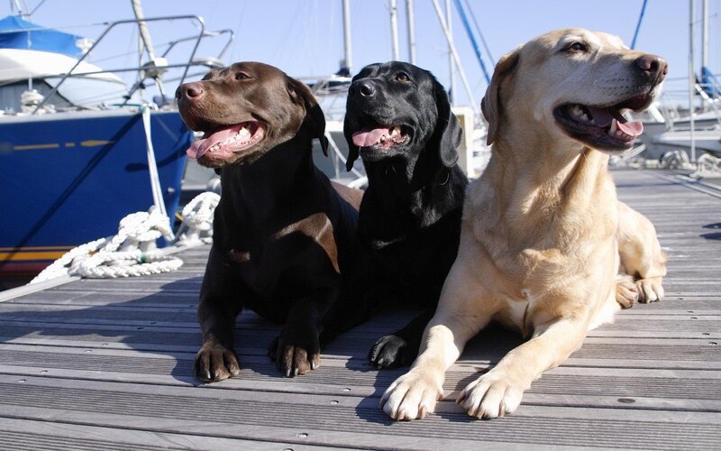 Three Labrador Retrievers — Brown, Relaxed, Afternoon, Photograph