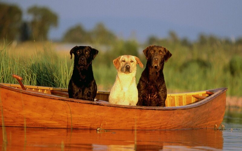 Three Labrador Retrievers — Brown, Serene, Sunset, Photograph
