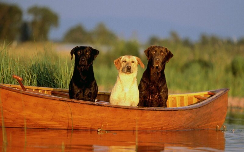 Three Labrador Retrievers — Brown, Serene