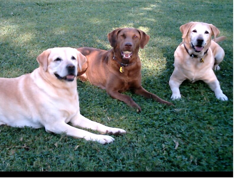 Three Labrador Retrievers — Green