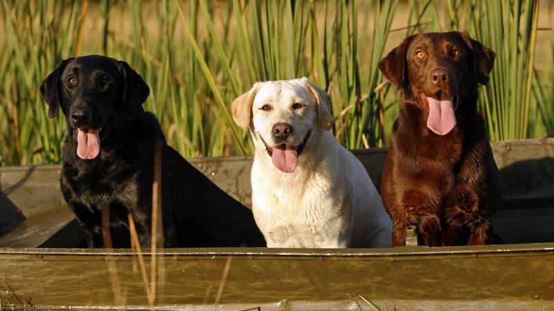 three labrador retrievers in a boat