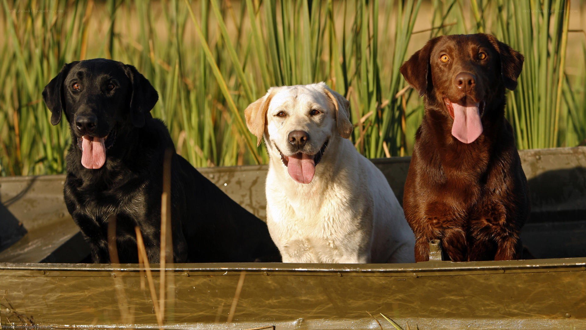 three labrador retrievers in a boat